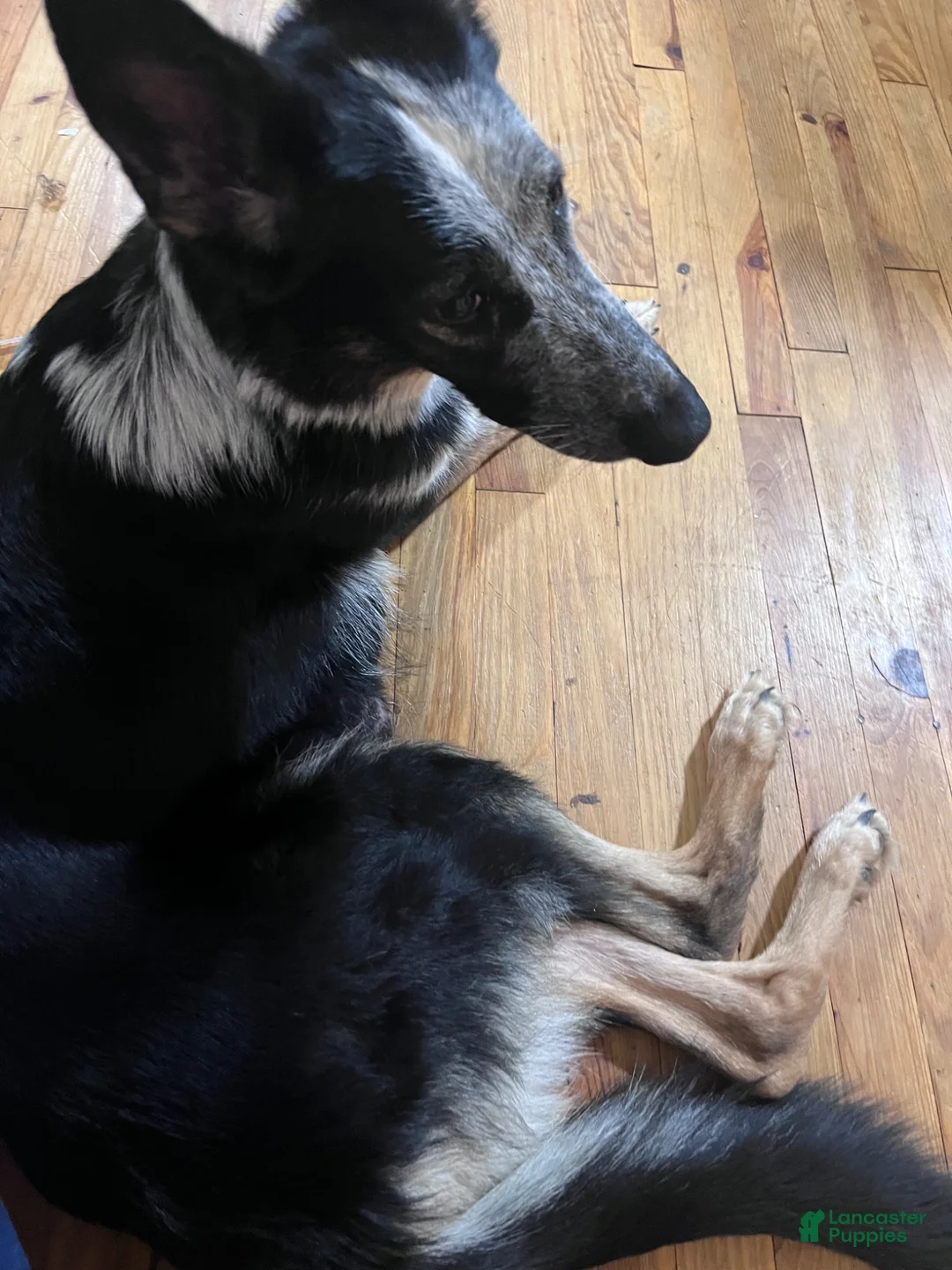 German Shepherd dogs for stud: Pandora - Ad 5