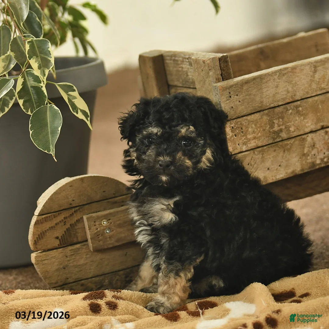 Toy Poodle dogs for sale: Viola  - Ad 1