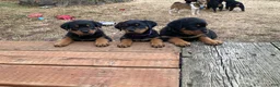 Rottweiler dogs for sale: Poseidon - Ad 20