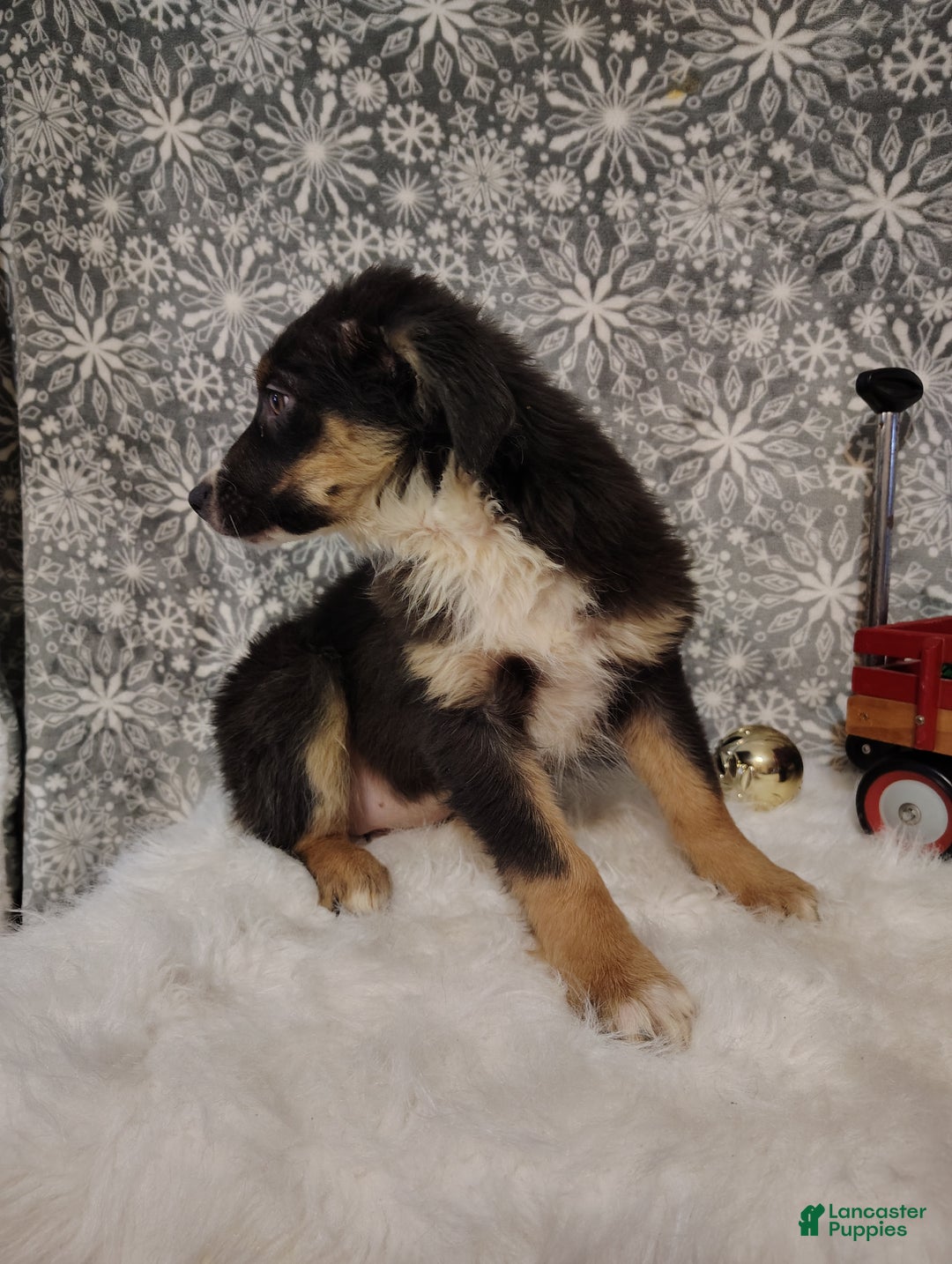 Australian Shepherd dogs for sale: Espresso - Ad 5