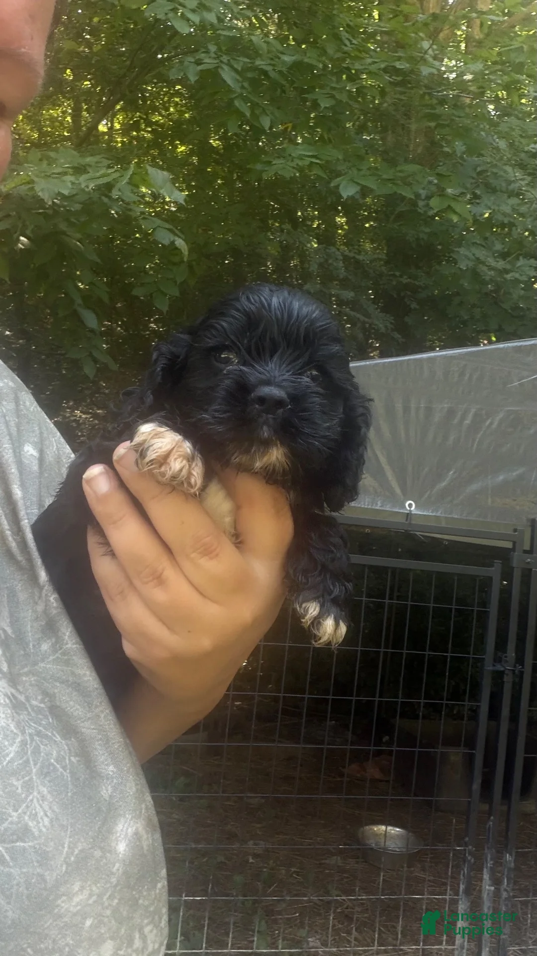 Cocker Spaniel dogs for sale: Cocker Spaniel 4 - Ad 1