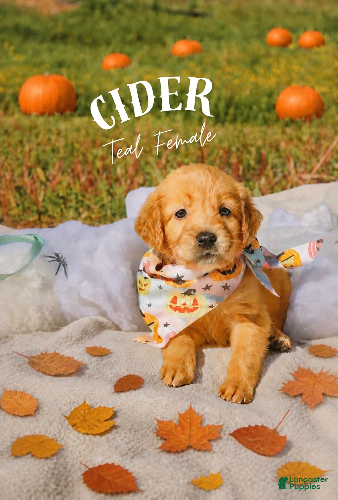Golden Retriever dogs Golden Retriever 4 - Ad 1