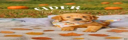 Golden Retriever dogs for sale: Golden Retriever 4 - Ad 1