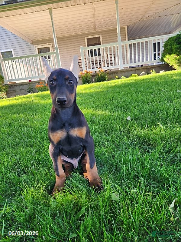Doberman Pinscher dogs for sale: Roscoe - Ad 6