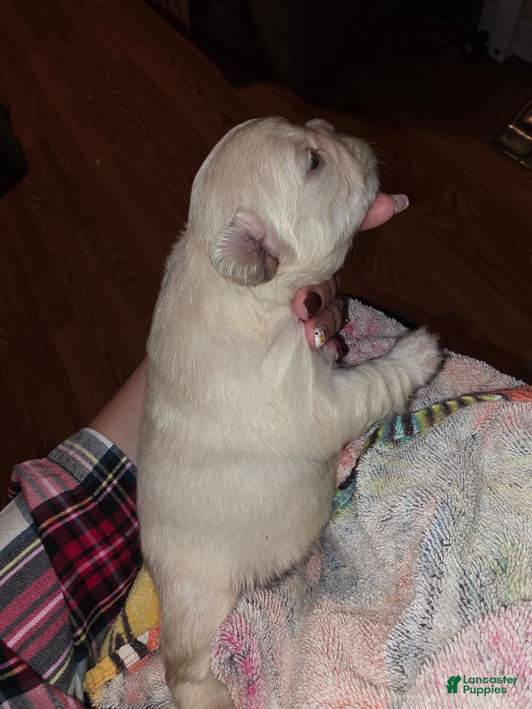 French Bulldog dogs for sale: Male 3 - Ad 4