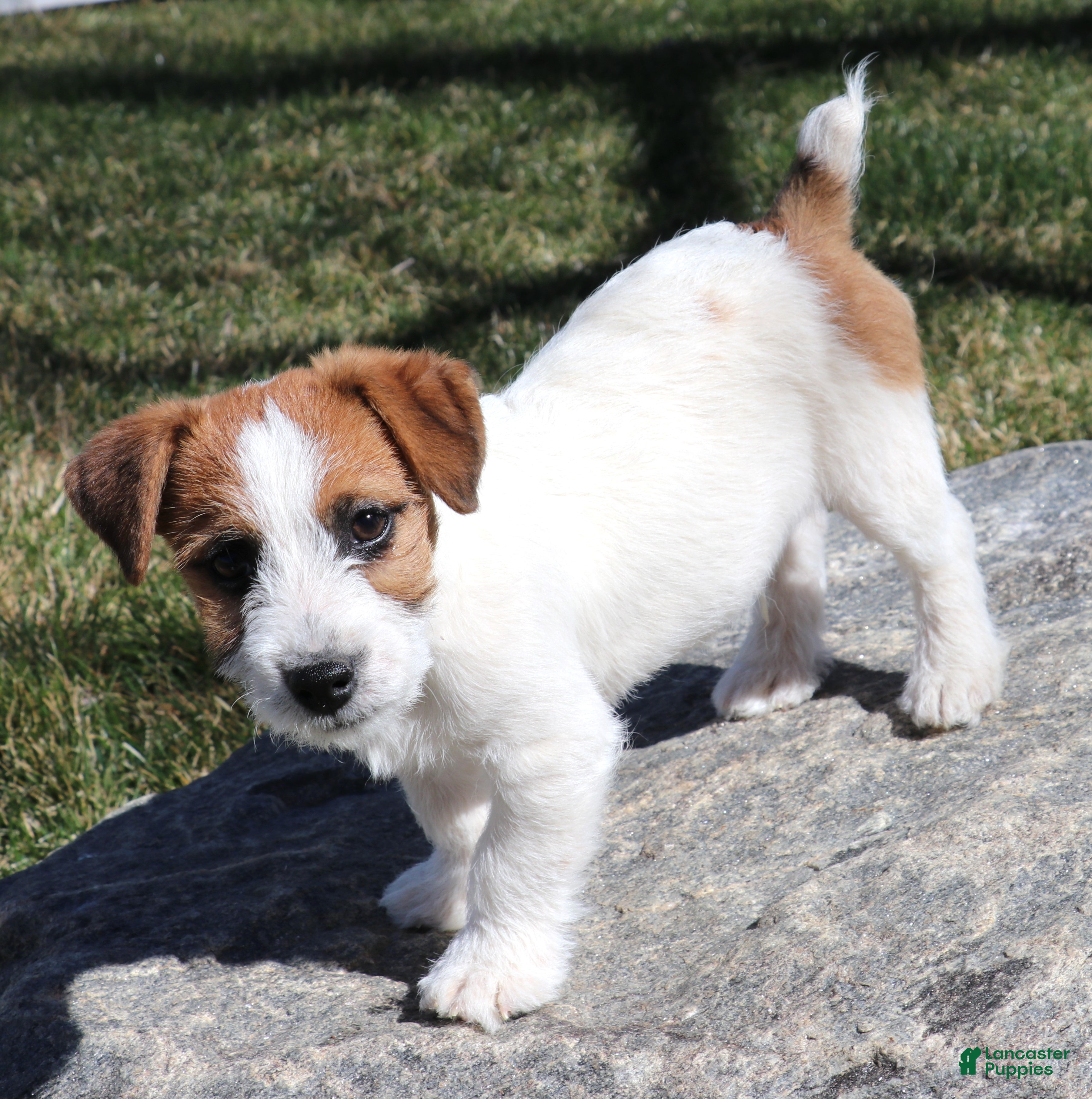 Jack Russell Terrier dogs Willie shorty male - Ad 3