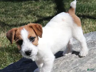 Jack Russell Terrier dogs Willie shorty male - Ad 3