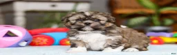 Shih Tzu dogs for sale: Carlson - Ad 5