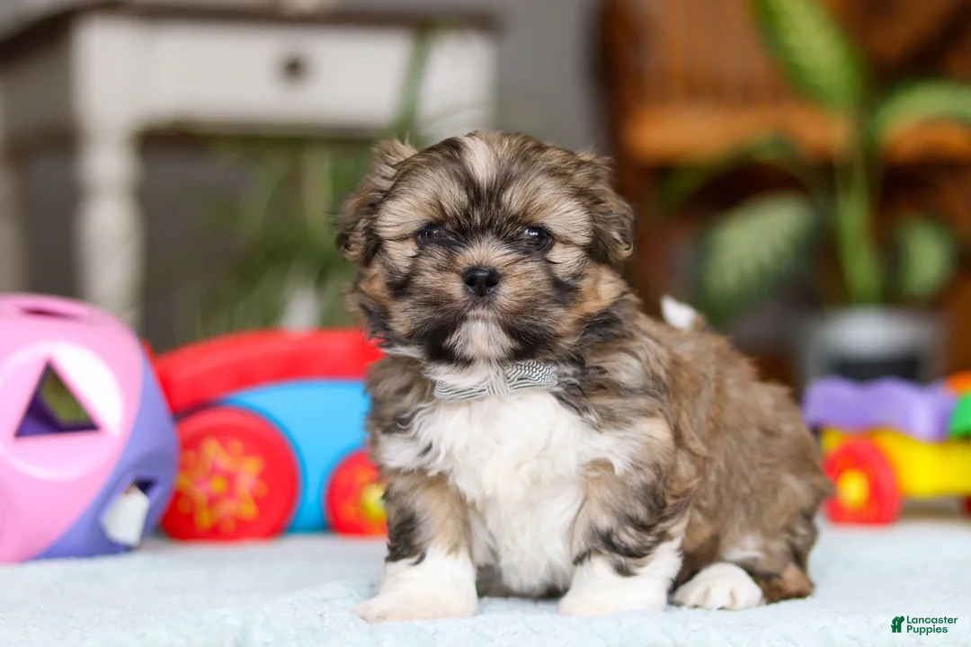 Shih Tzu dogs for sale: Carlson - Ad 5