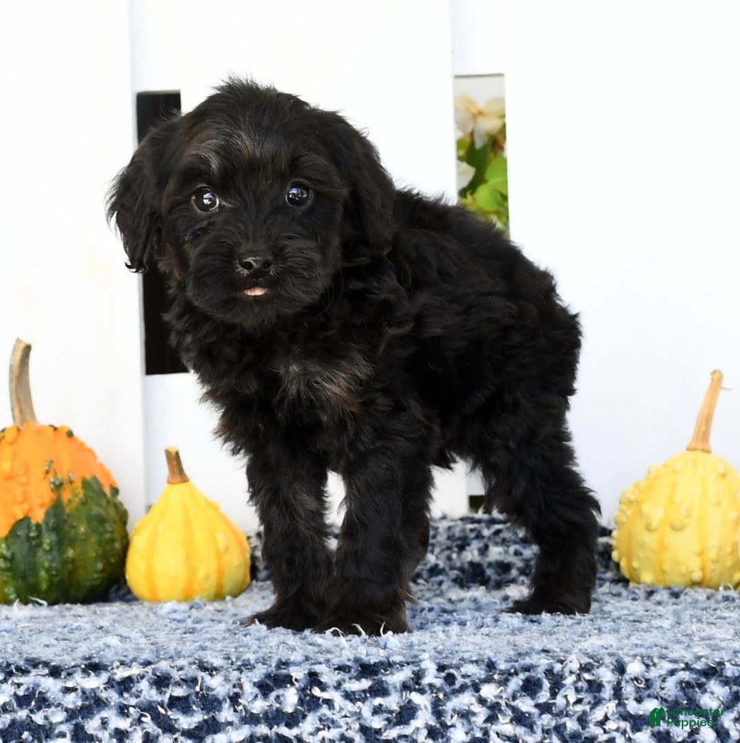 Yorkiepoo dogs for sale: Randy - Ad 3