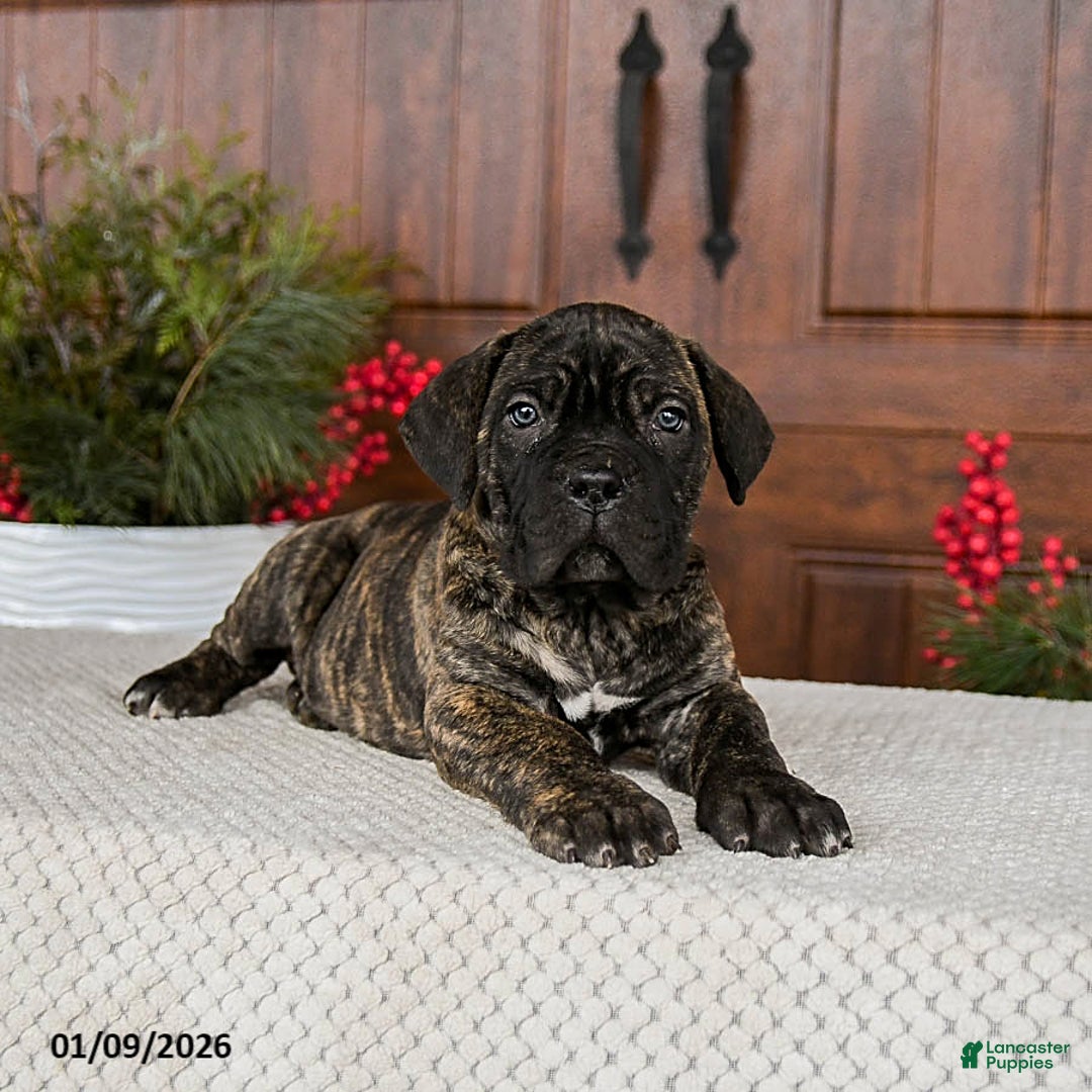 Cane Corso dogs for sale: Tank - Ad 5