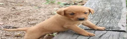 Labrador Retriever dogs for sale: Acorn - Ad 5