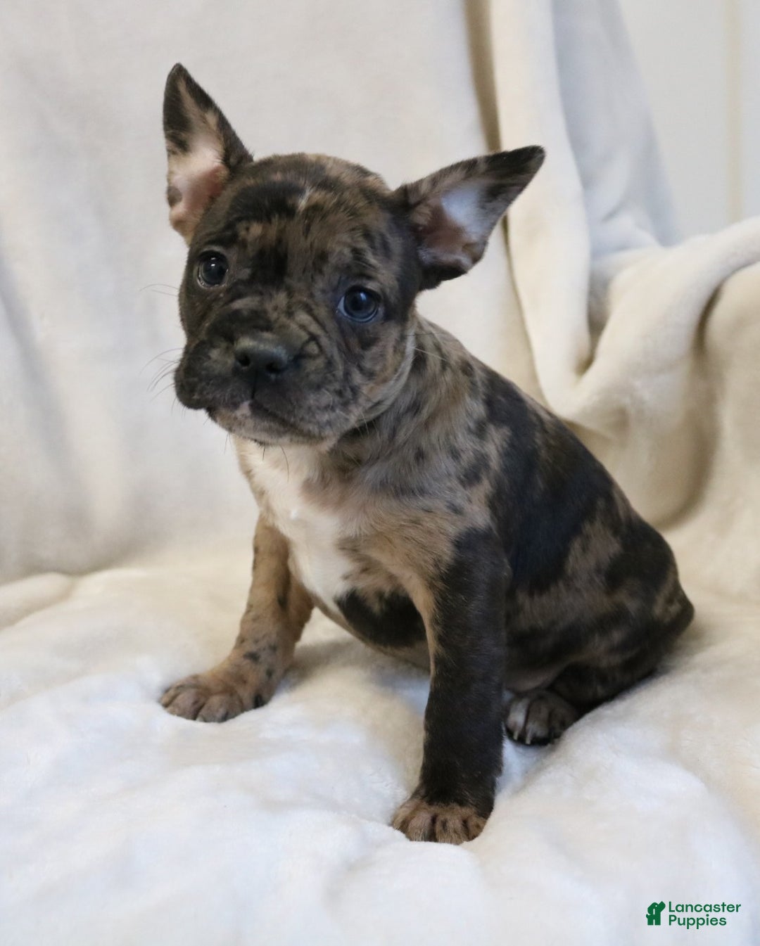 Frenchton dogs for sale: Caylee - Ad 2