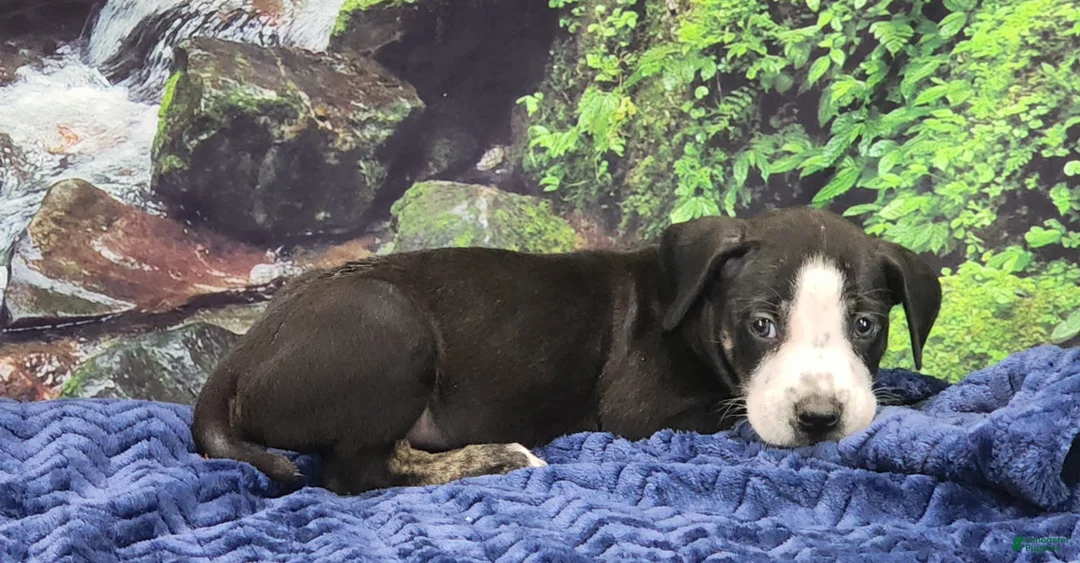 Catahoula Leopard Dog dogs for sale: Luna 2025 Male 1 - Ad 22