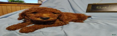 Sal