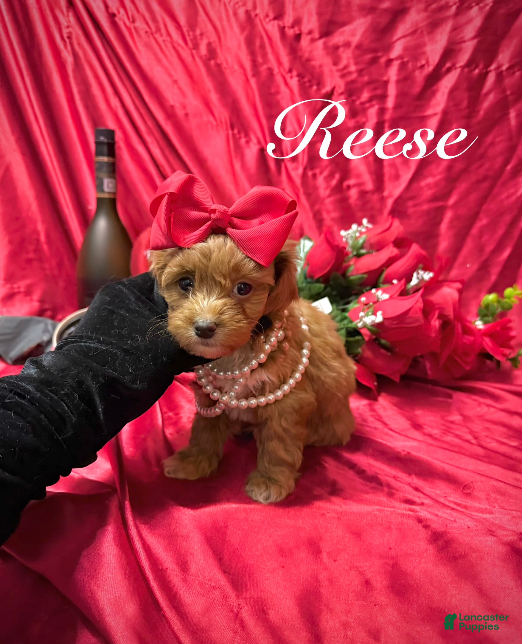 Yorkiepoo dogs Reese, MALE - Ad 38