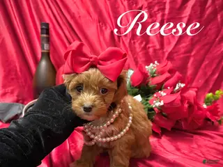 Yorkiepoo dogs Reese, MALE - Ad 38