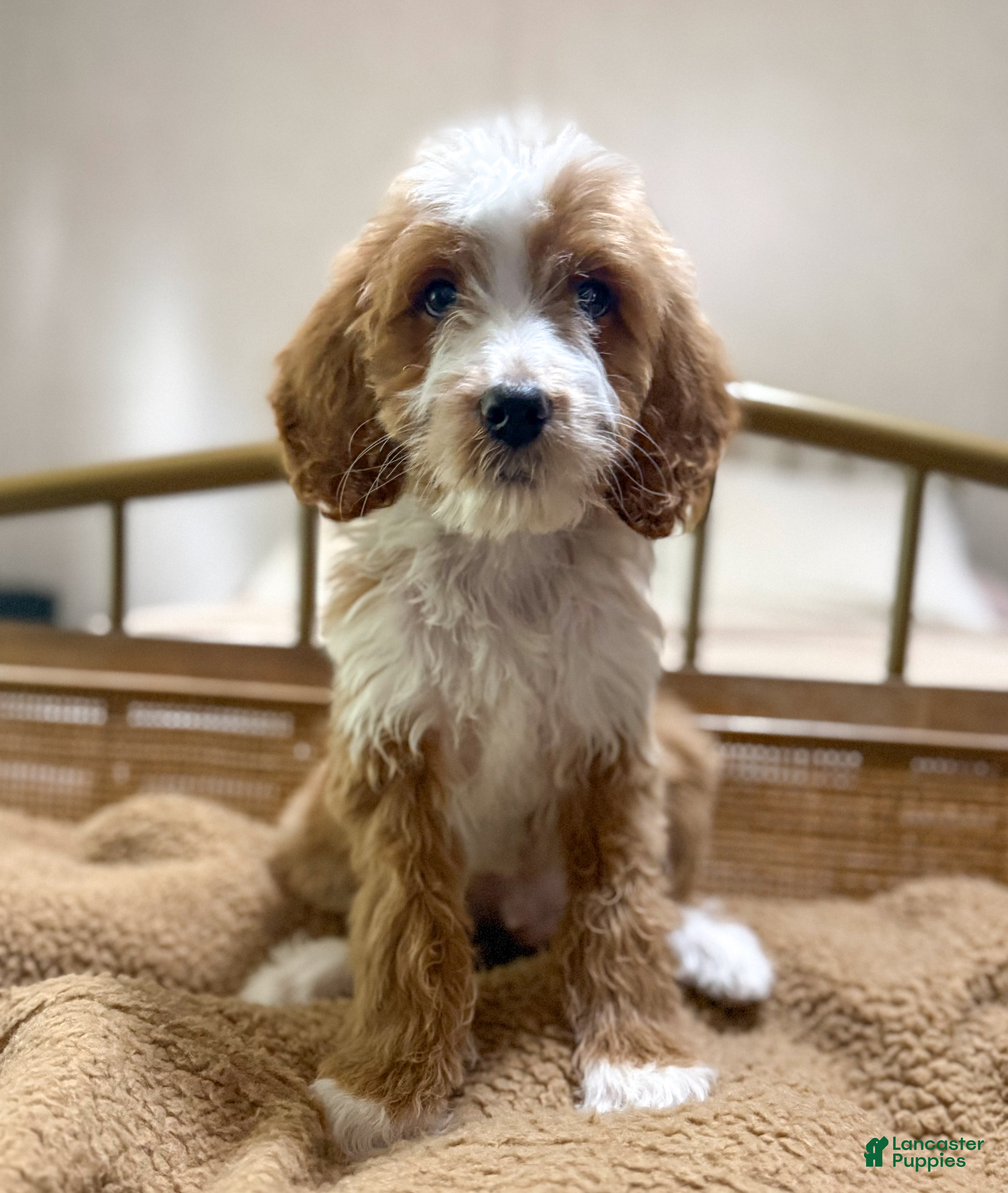 Goldendoodle dogs Rowan - Ad 1