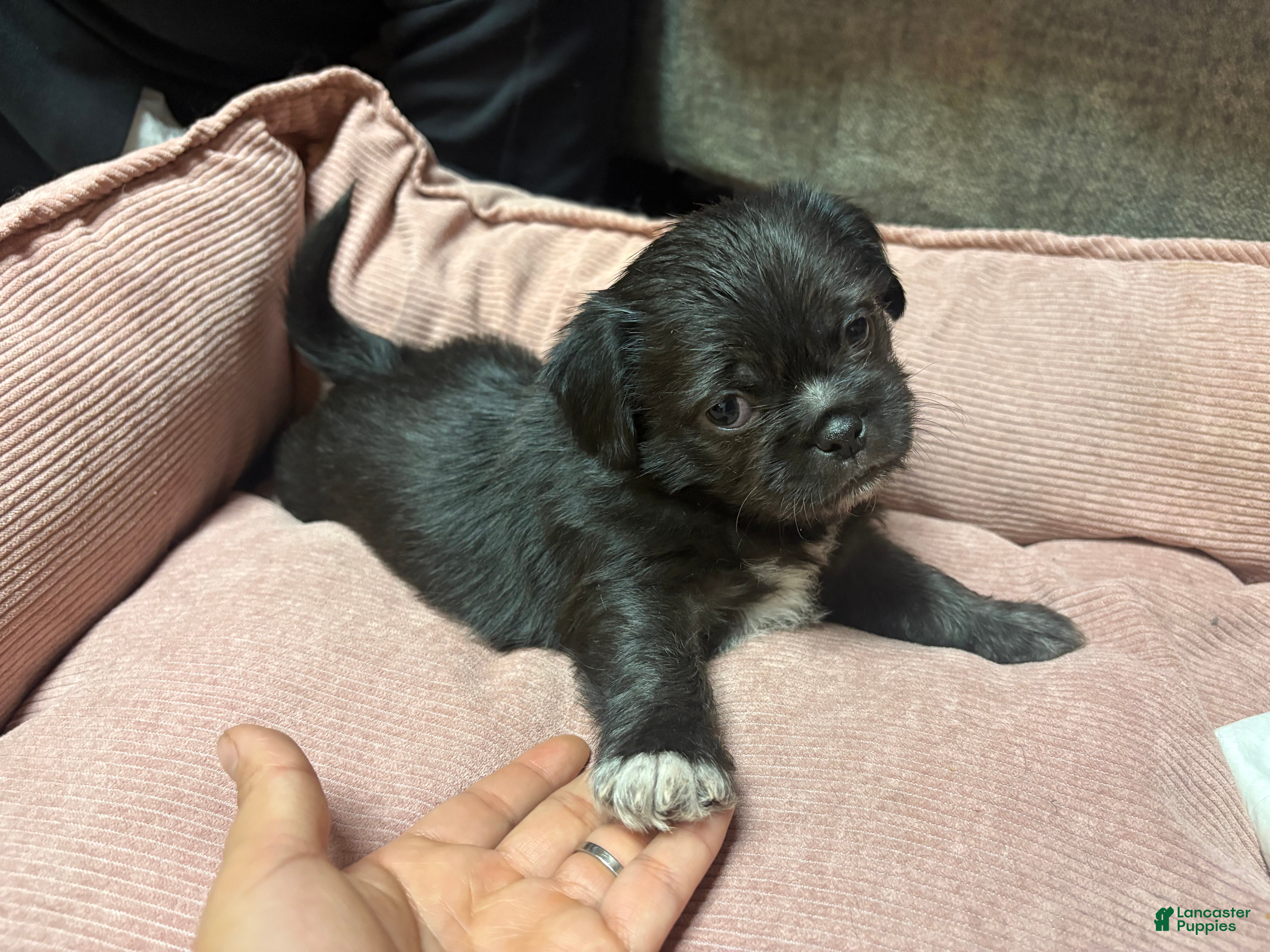 Mixed Breed dogs Julian  - Ad 11