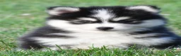 Pomsky dogs for sale: Polly - Ad 3