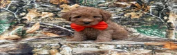 Cavapoo dogs for sale: Archie - Ad 3