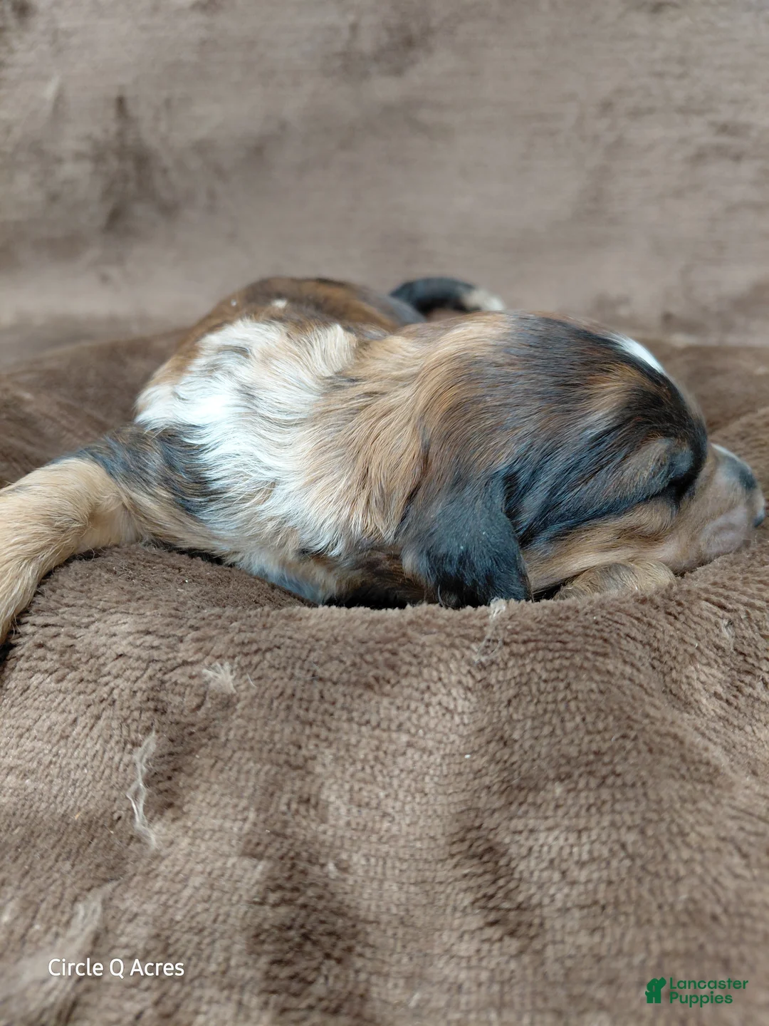 Mini Goldendoodle dogs for sale: Darla - Ad 17