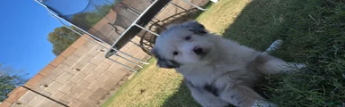 Daisy 