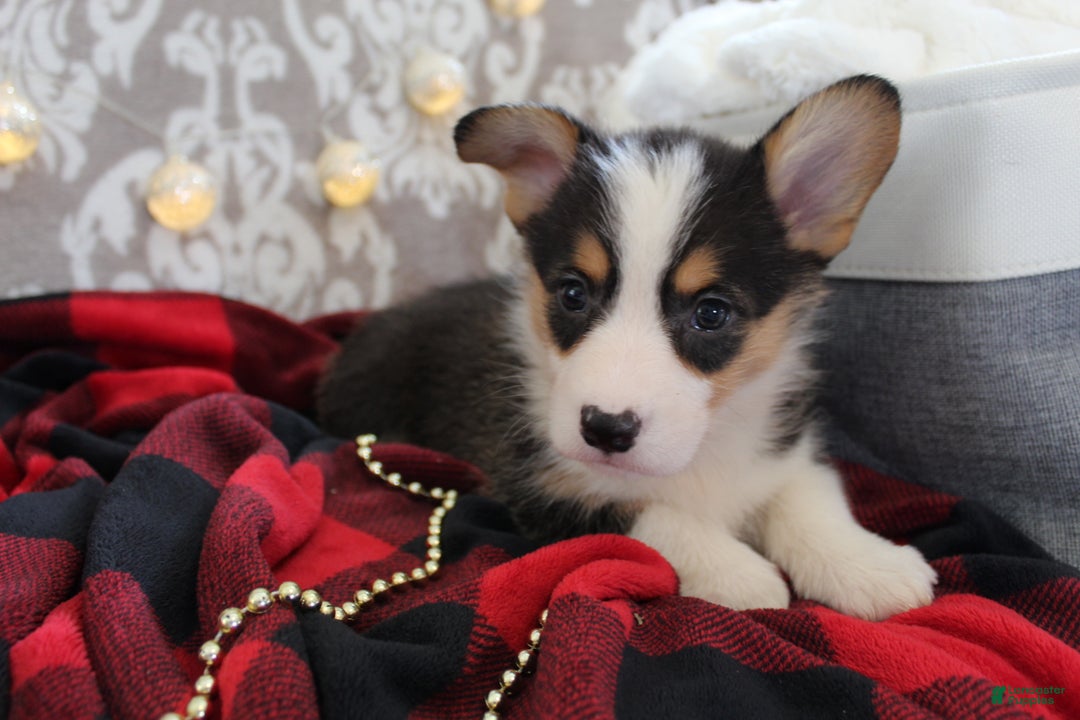 Welsh Corgi Pembroke dogs for sale: Jingles - Ad 13