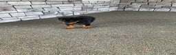 Rottweiler dogs for sale: Rottweiler Puppy 1 - Ad 2