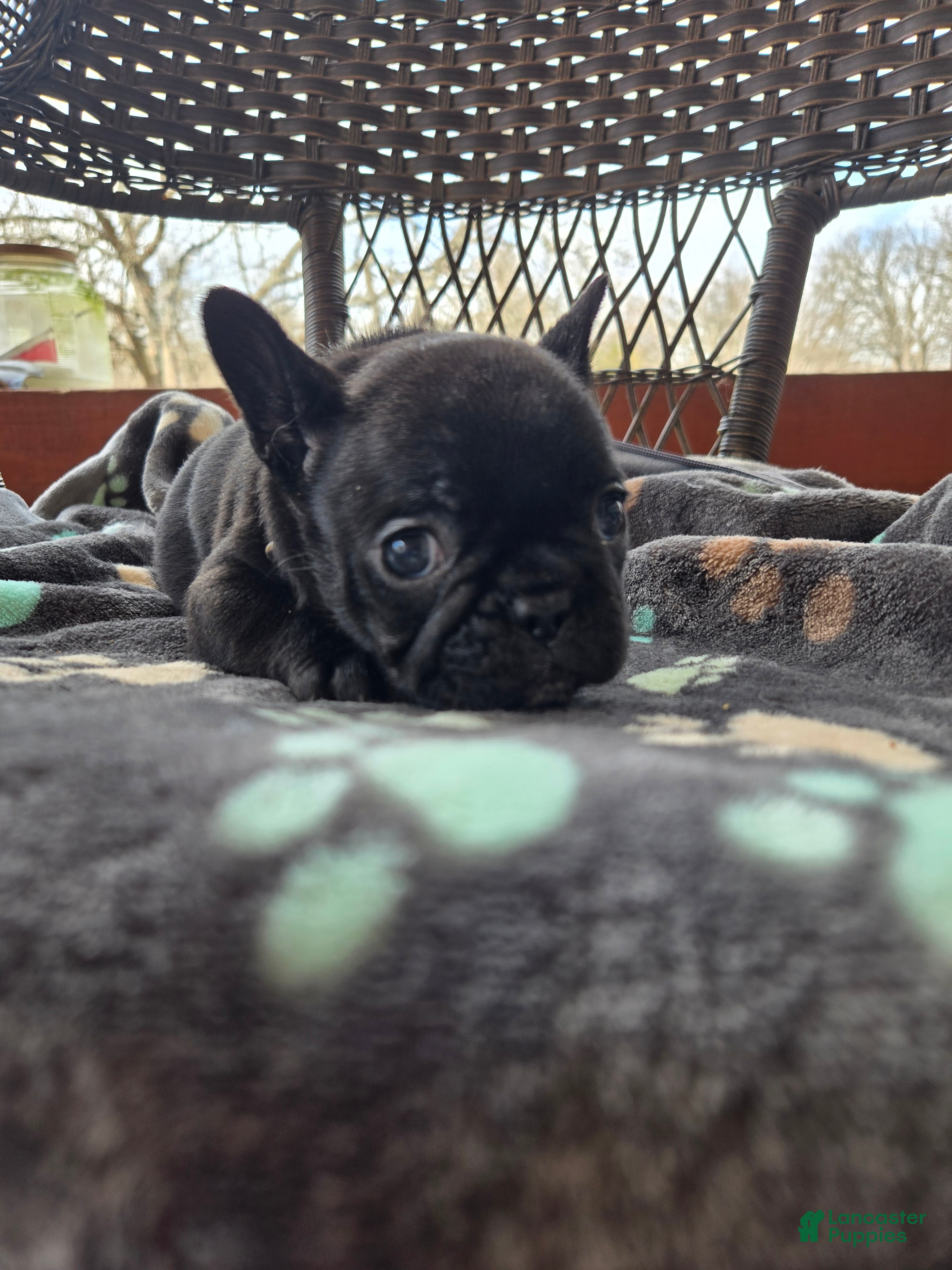 French Bulldog dogs French Bulldog Puppy mac - Ad 32