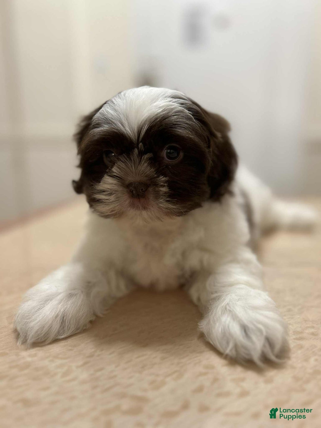 Shih Tzu dogs for sale: Luv - Ad 1