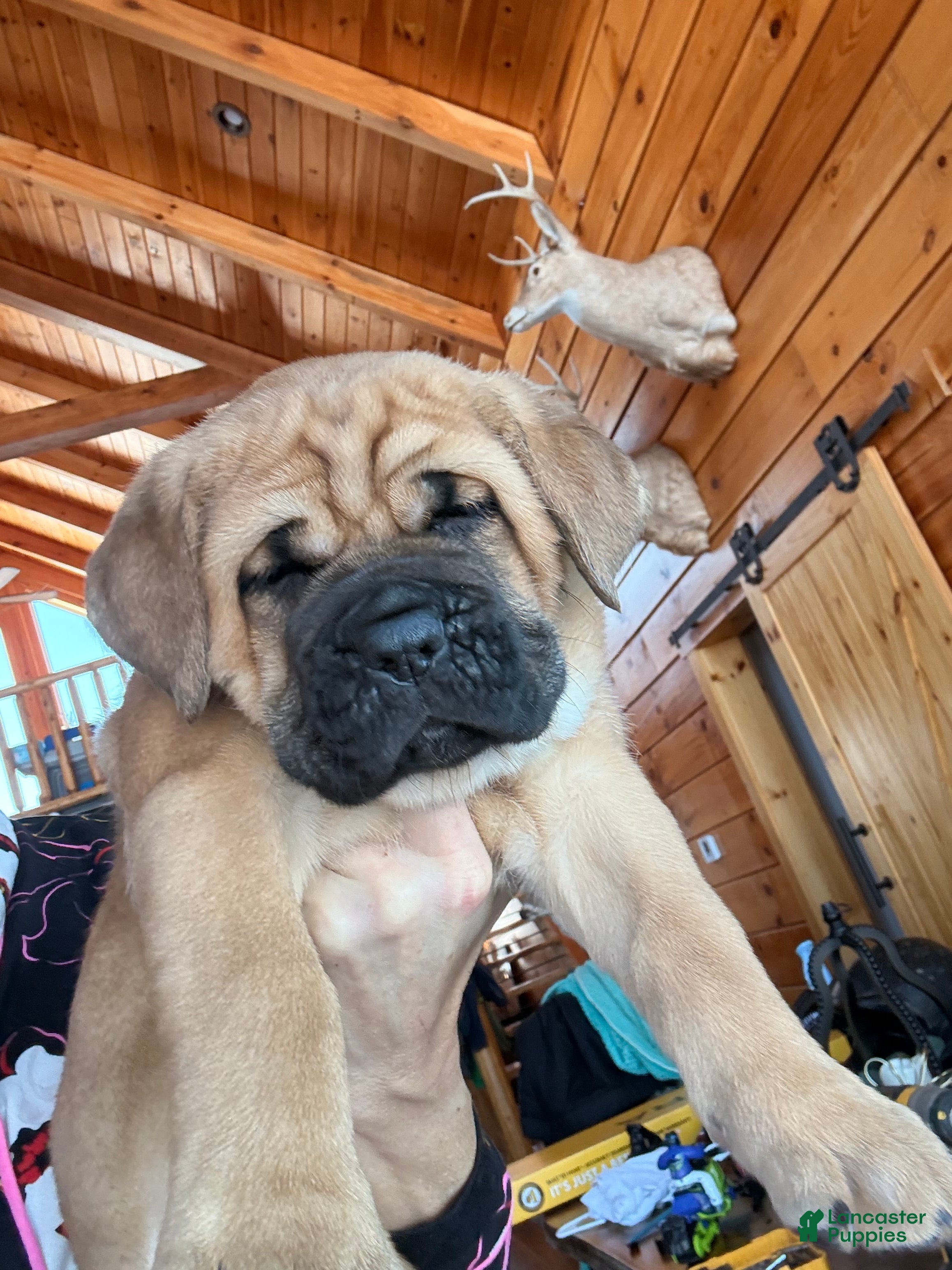 Cane Corso dogs Pink girl - Ad 36