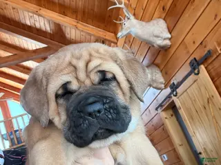 Cane Corso dogs Pink girl - Ad 25