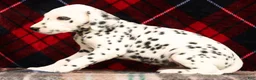 Dalmatian dogs for sale: Bella - Ad 7