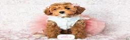 Cavapoo dogs for sale: Alice - Ad 20