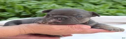 French Bulldog dogs for sale: Zoey - Ad 4