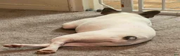 French Bulldog dogs for sale: French Bulldog Puppy 1 - Ad 10