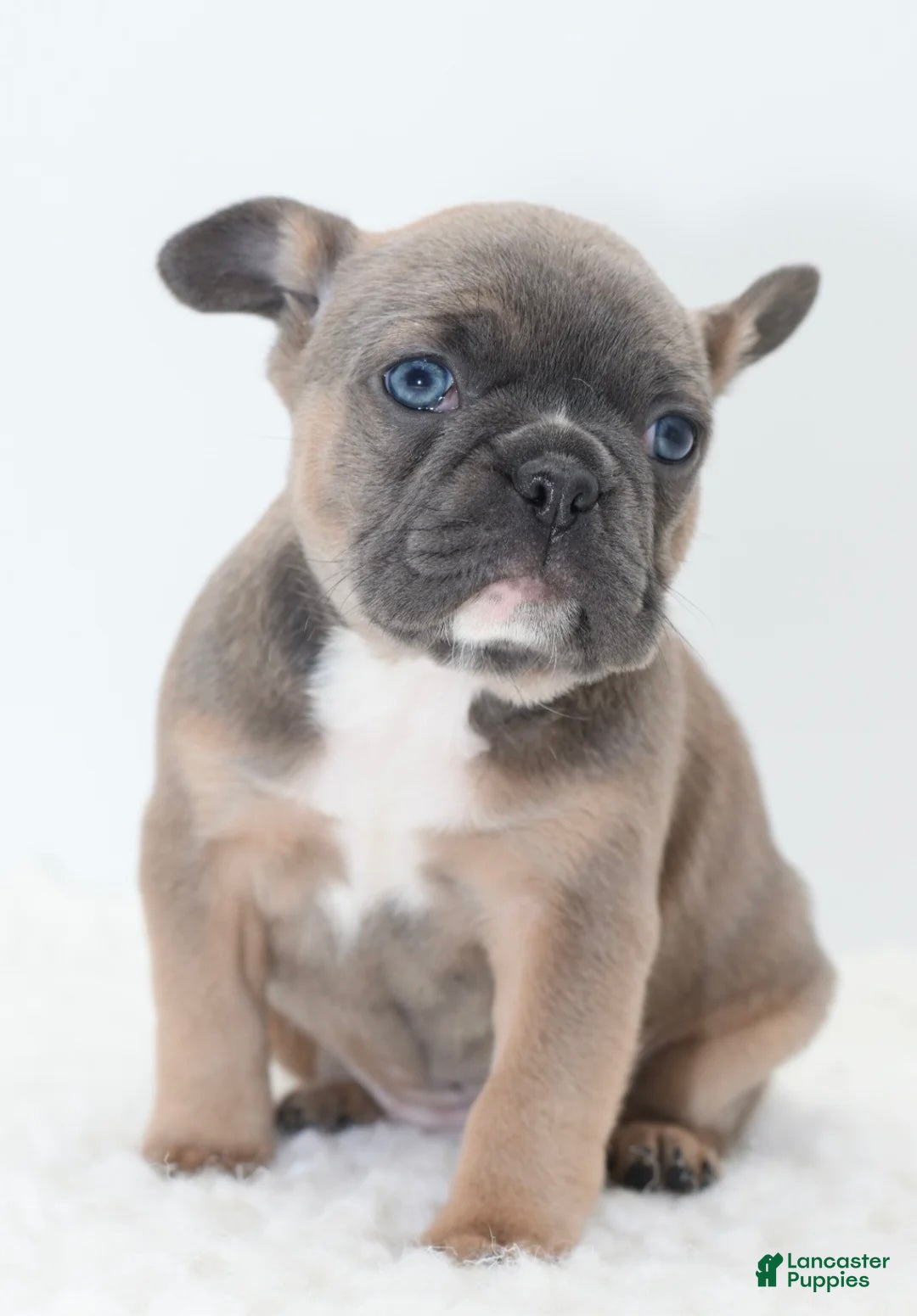 Mixed Breed dogs Zuki hybrid puppy  - Ad 30