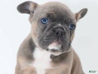 Mixed Breed dogs Zuki hybrid puppy - Ad 12