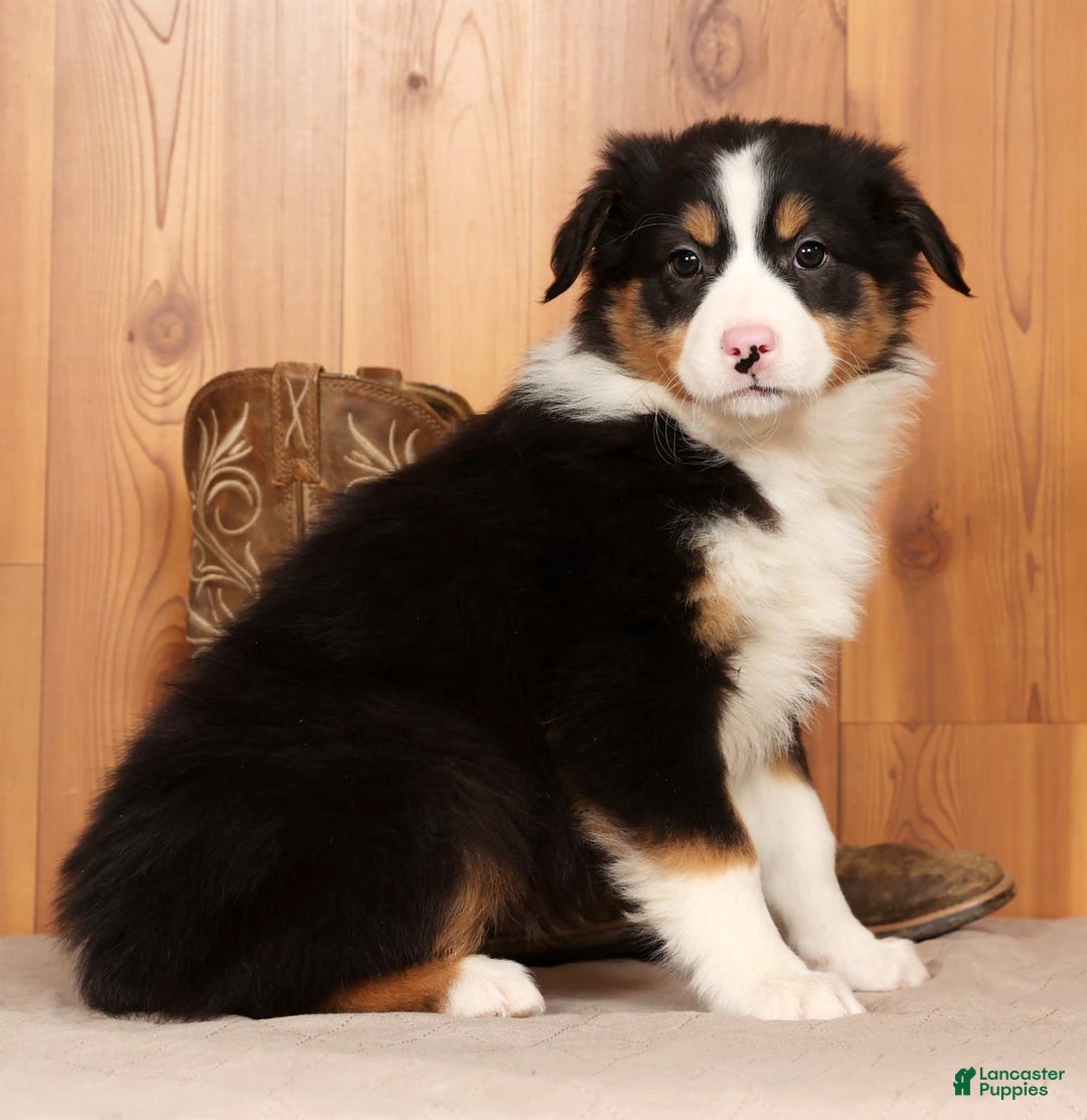 Australian Shepherd dogs for sale: Bonnie - Ad 2