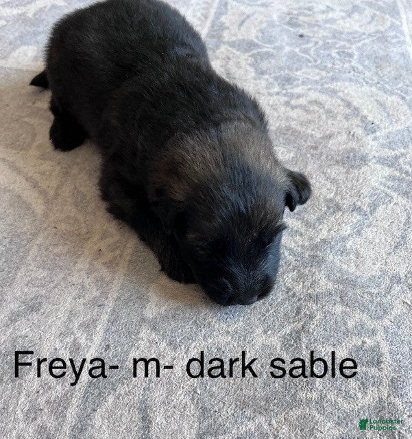 German Shepherd dogs Black tan Sable  - Ad 33