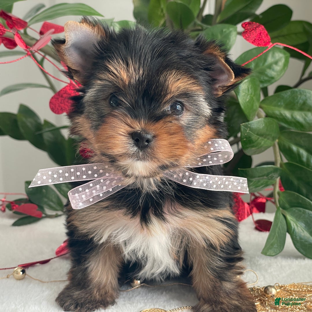 Yorkshire Terrier dogs for sale: Paisley - Ad 14
