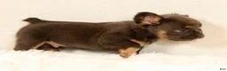 French Bulldog dogs for sale: Louie - Ad 9