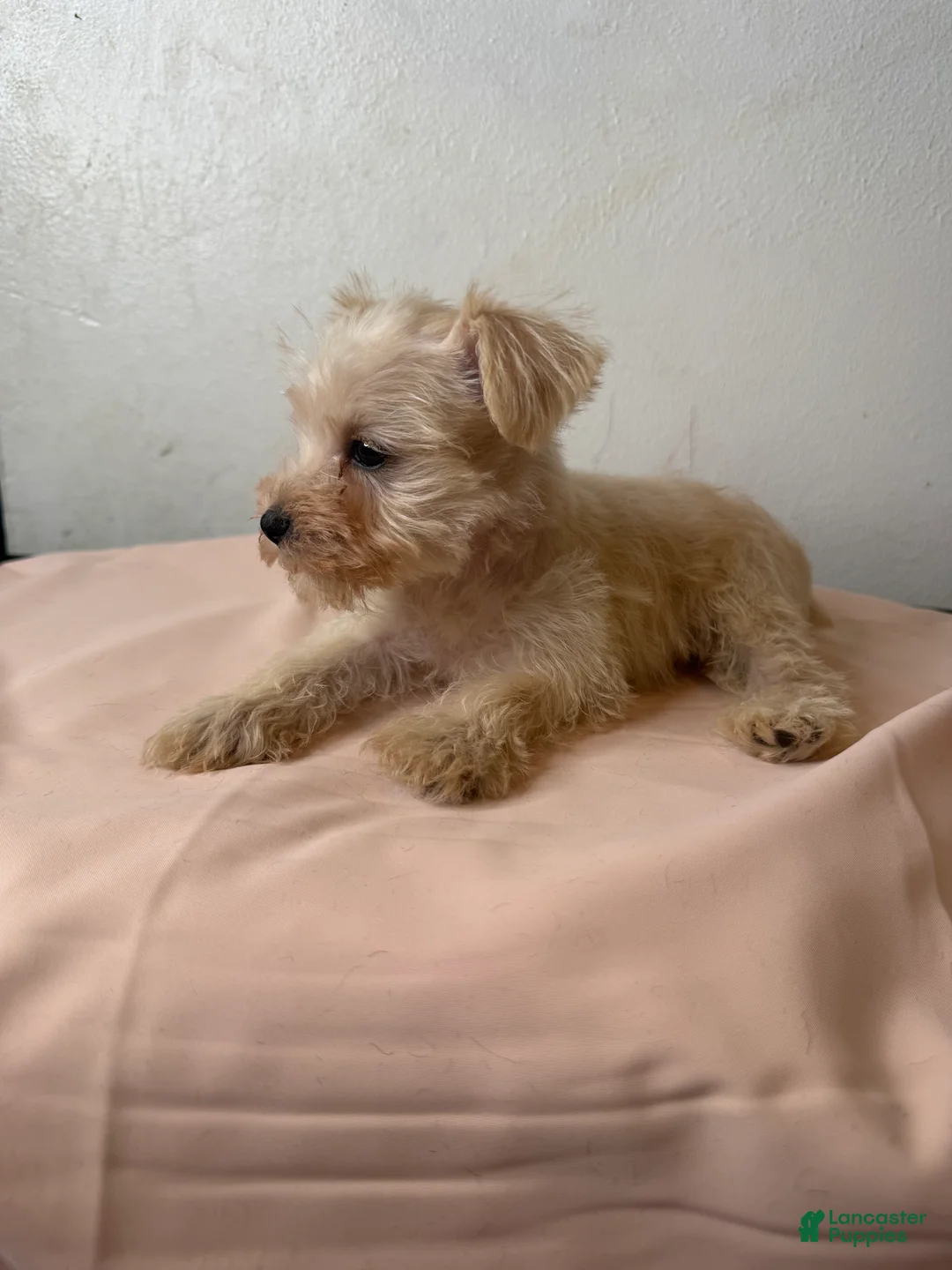 Miniature Schnauzer dogs for sale: Paris  - Ad 2