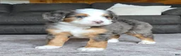 Mini Bernedoodle dogs for sale: Mini Tate - Ad 16