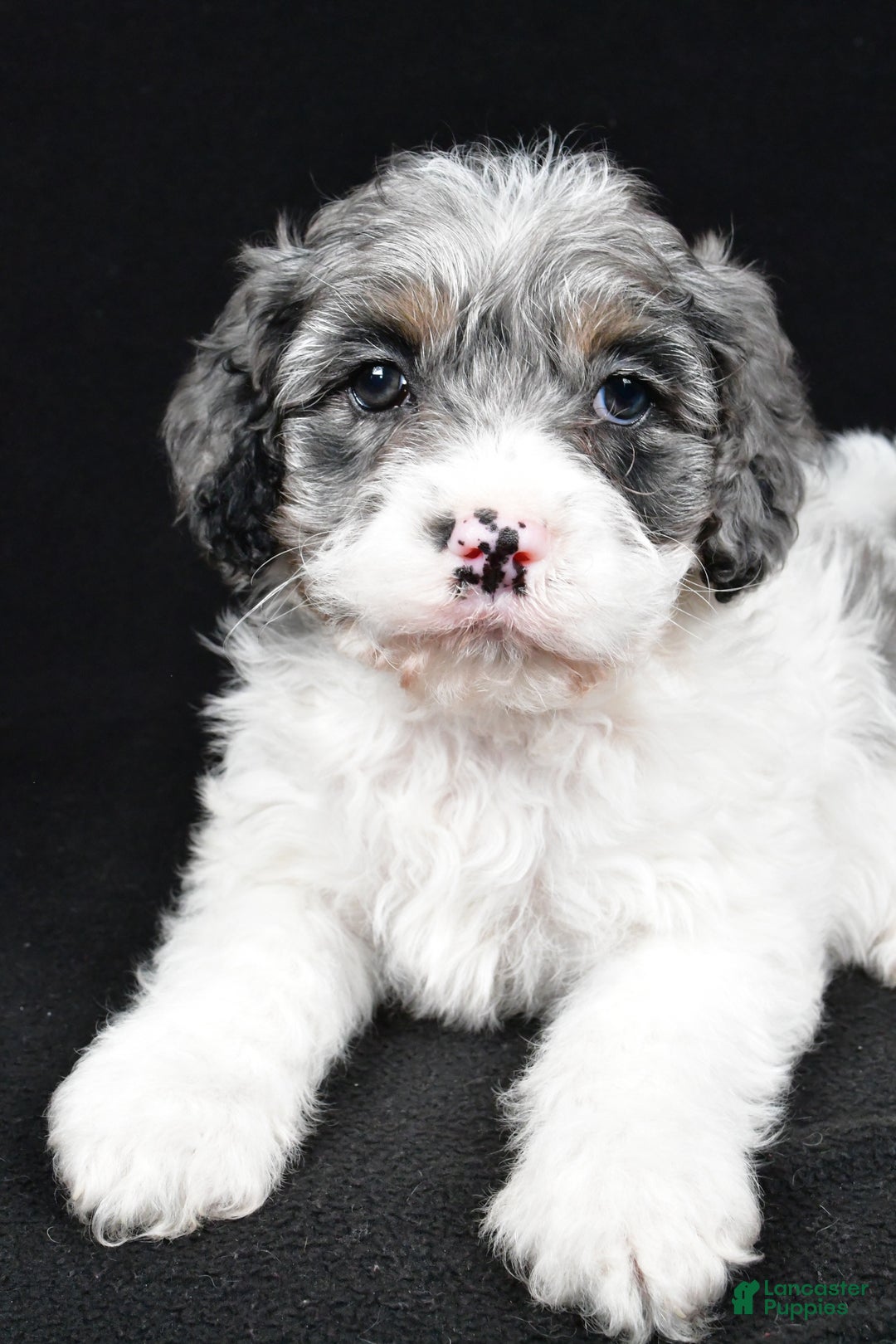 Cockapoo dogs for sale: Thompson - Ad 3