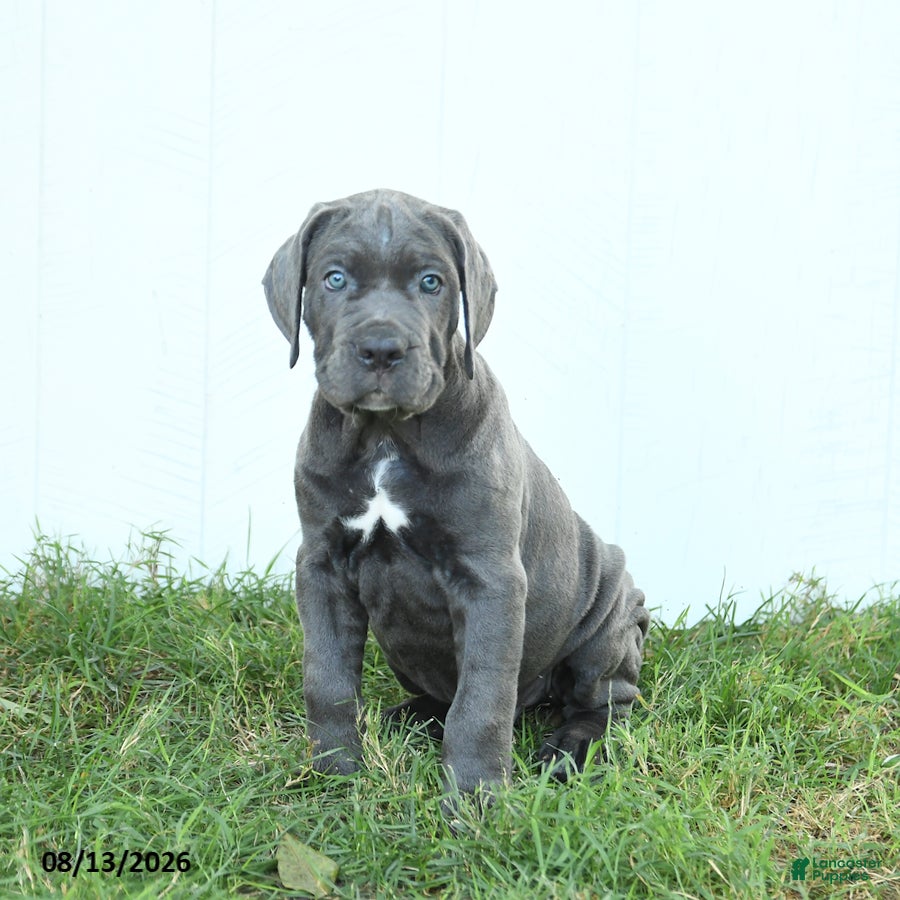 Cane Corso dogs Riggs - Ad 1