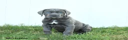 Cane Corso dogs for sale: Riggs - Ad 6