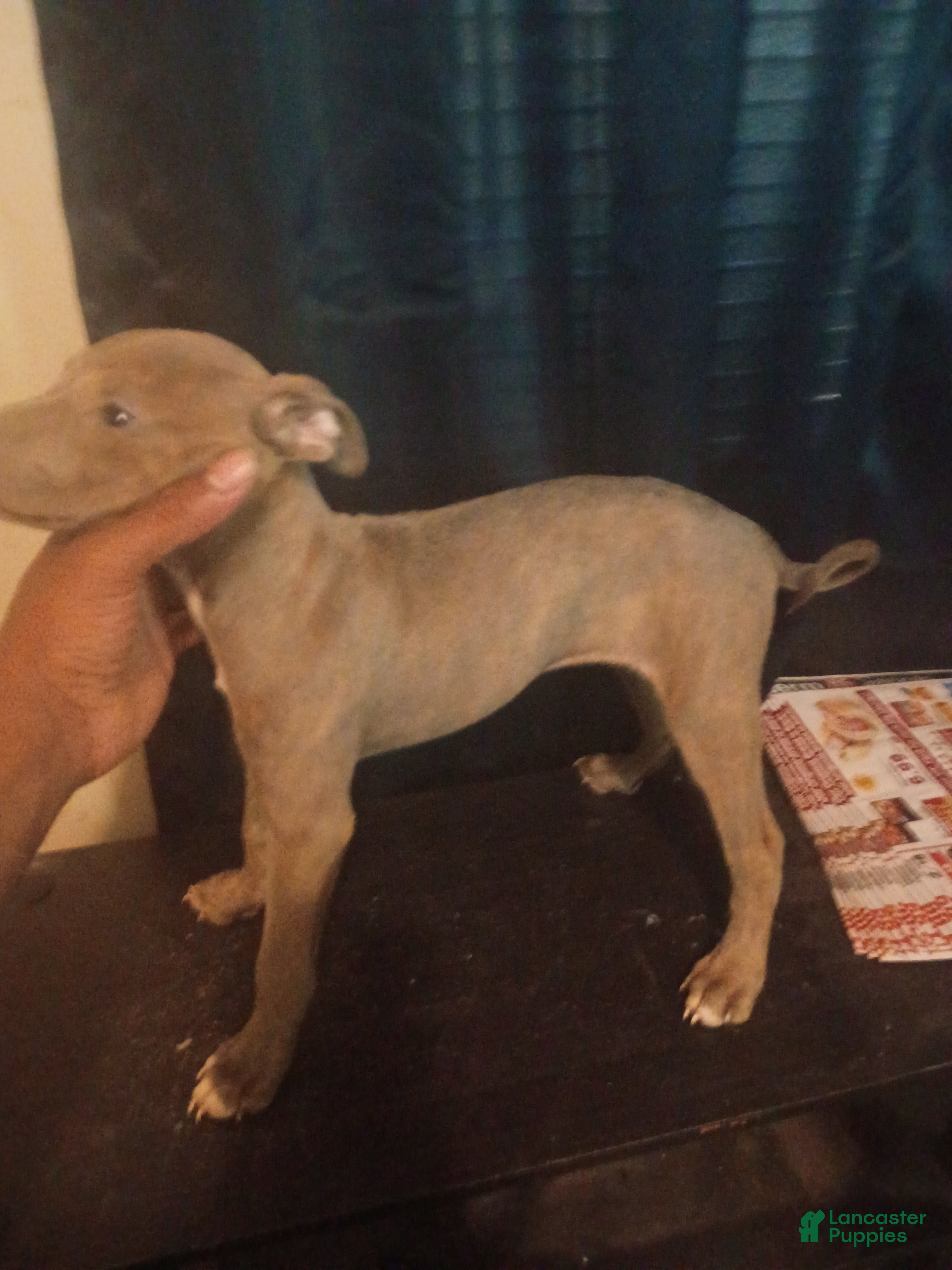 American Pit Bull Terrier dogs American Pit Bull Terrier 2 - Ad 25