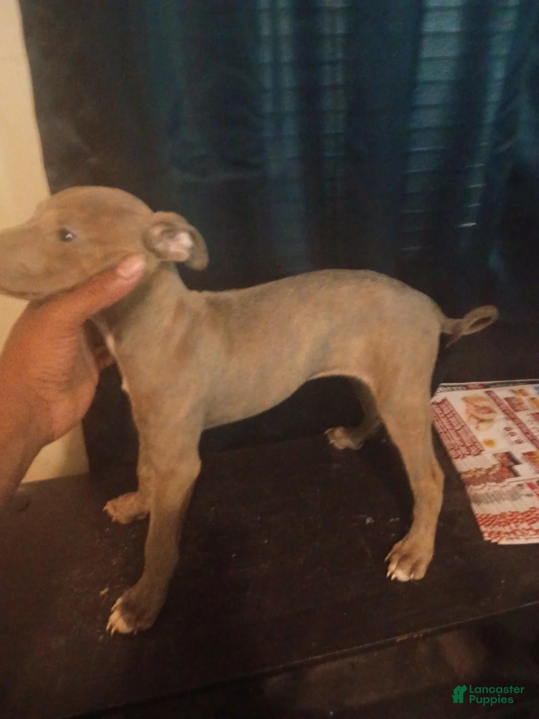 American Pit Bull Terrier dogs for sale: American Pit Bull Terrier 2 - Ad 1